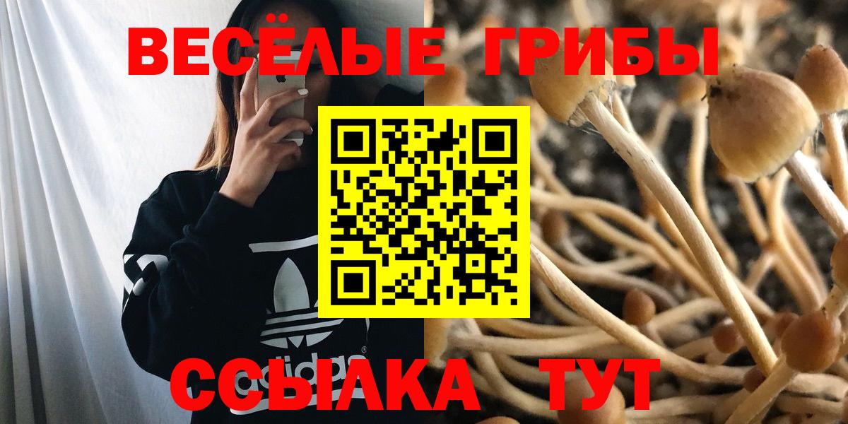 Россошь  Галлюциногенные грибы Psilocybe  Вход с VPN  Галлюциногенные грибы Psilocybine cubensis 